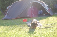 Peanut relaxes at the tent
