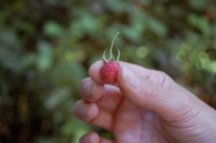 A wild raspberry